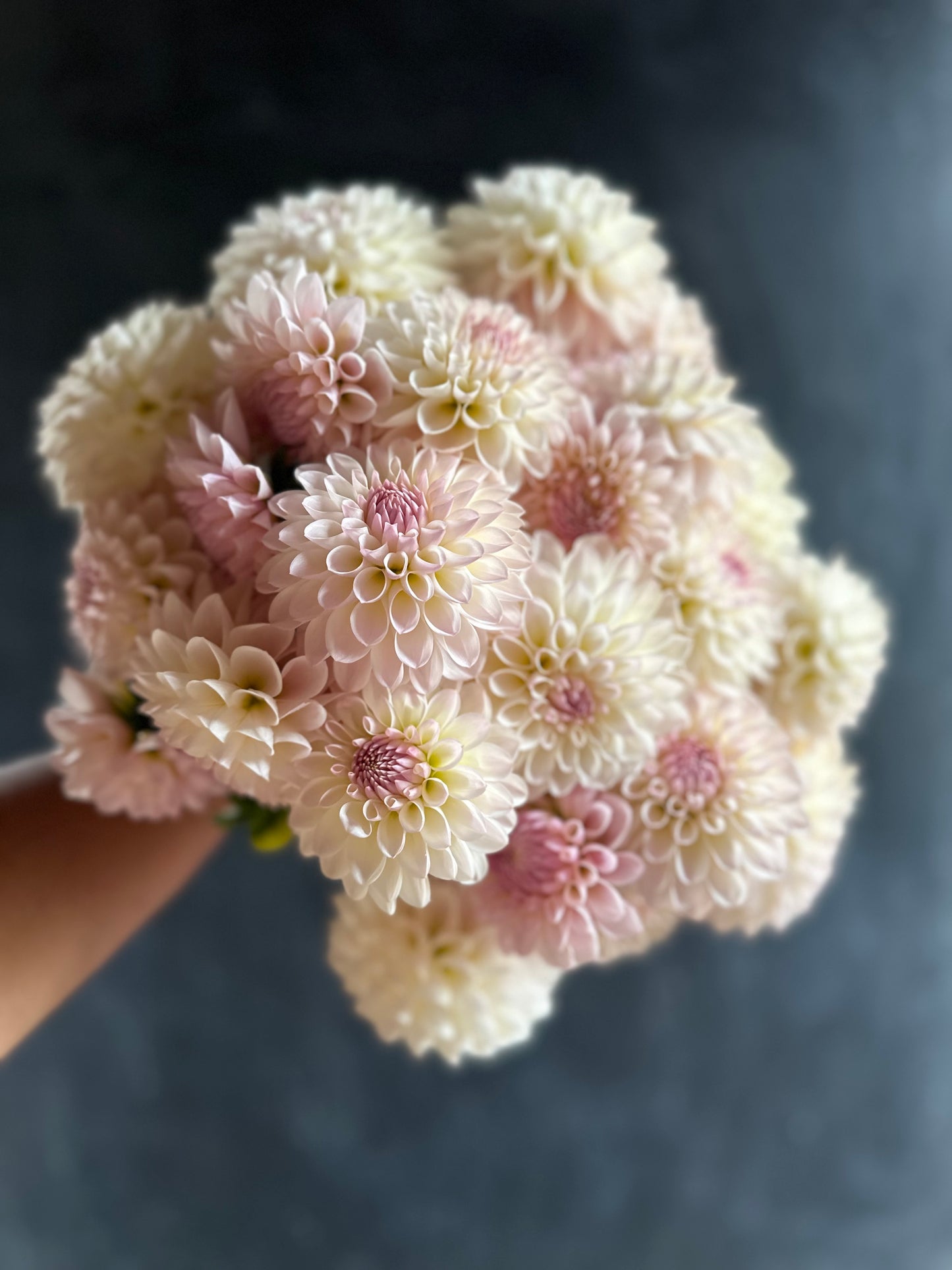 Tahoma Stellar Fellar