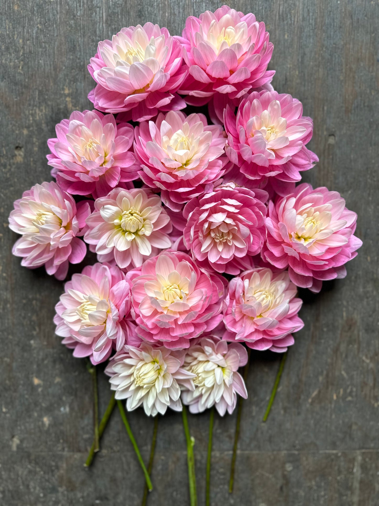 Hollyhill Pink Parfait- LIMIT 1