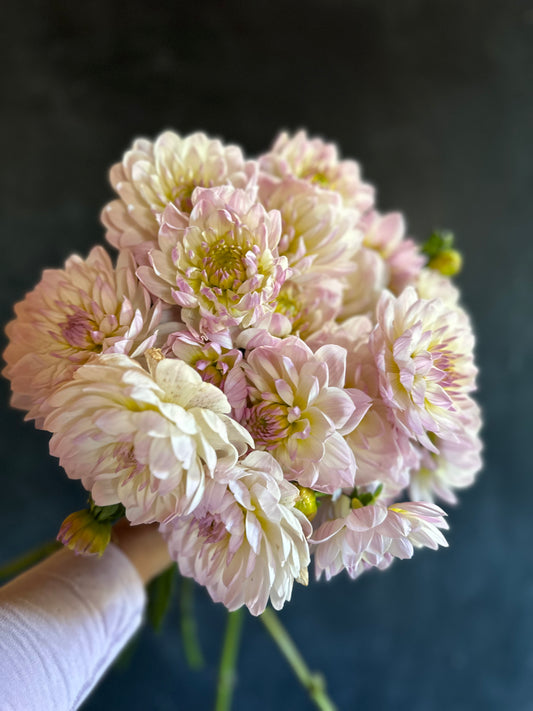 Hollyhill Lilibet LIMIT- 1 (tubers are a bit wrinkled)