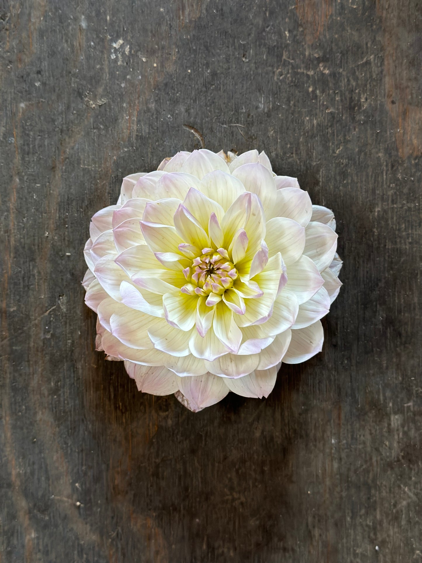 Hollyhill Lilibet LIMIT- 1 (tubers are a bit wrinkled)