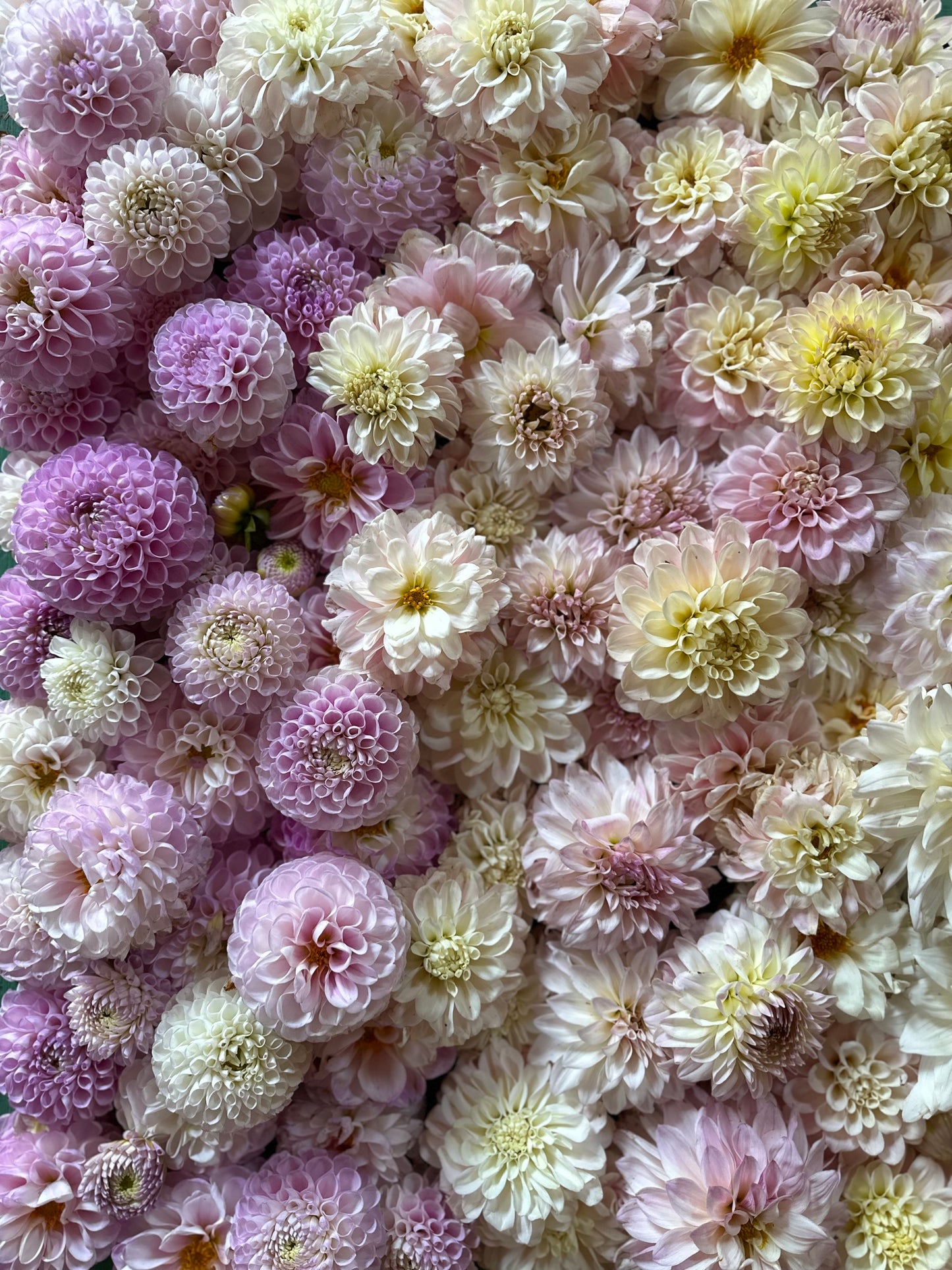 Hollyhill Black Widow- this variety missed picture day