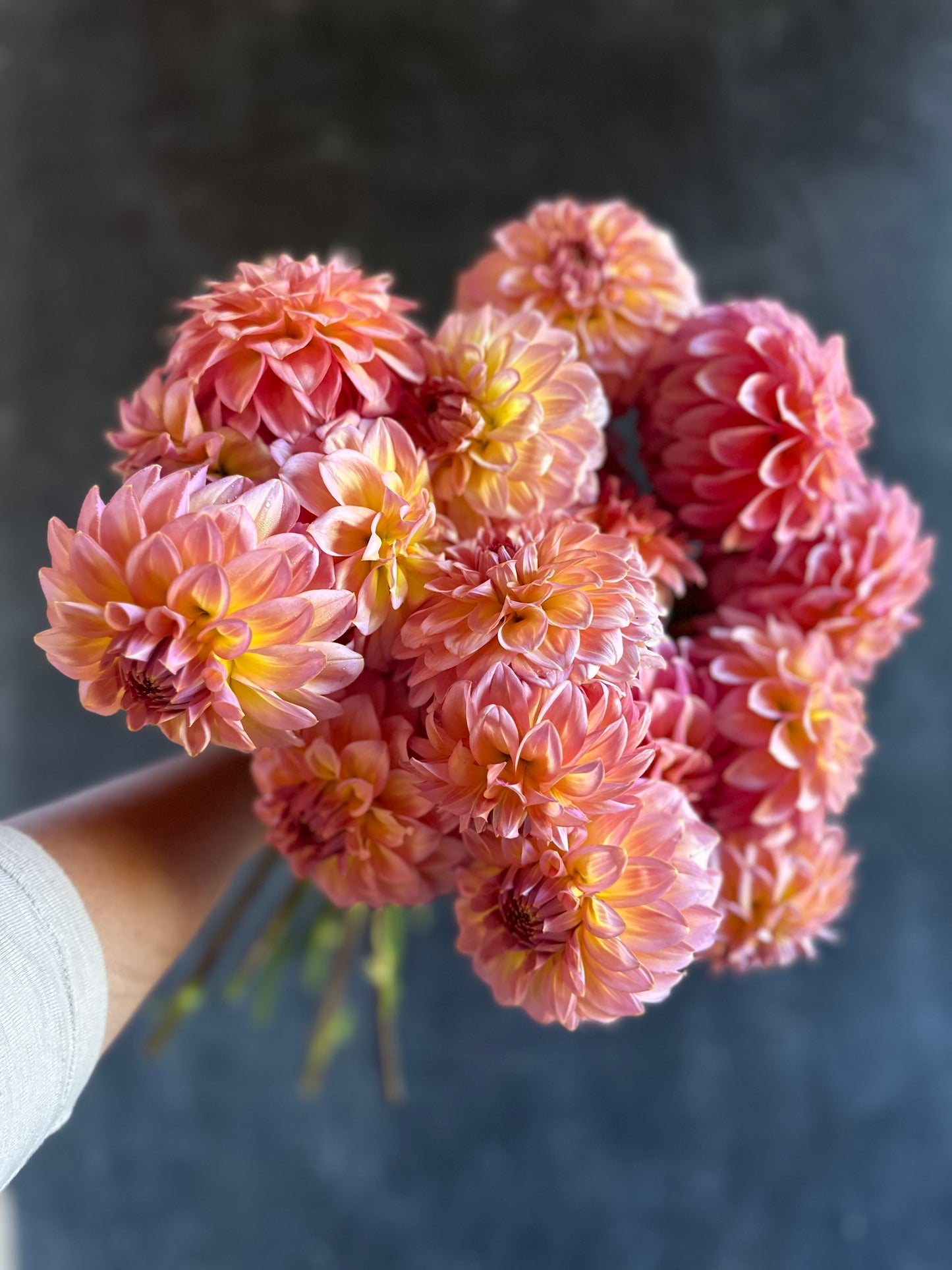 Bloomquist Dave- LIMIT 1