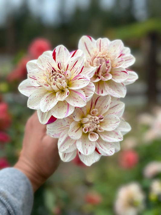 Unknown Variegated Waterlily
