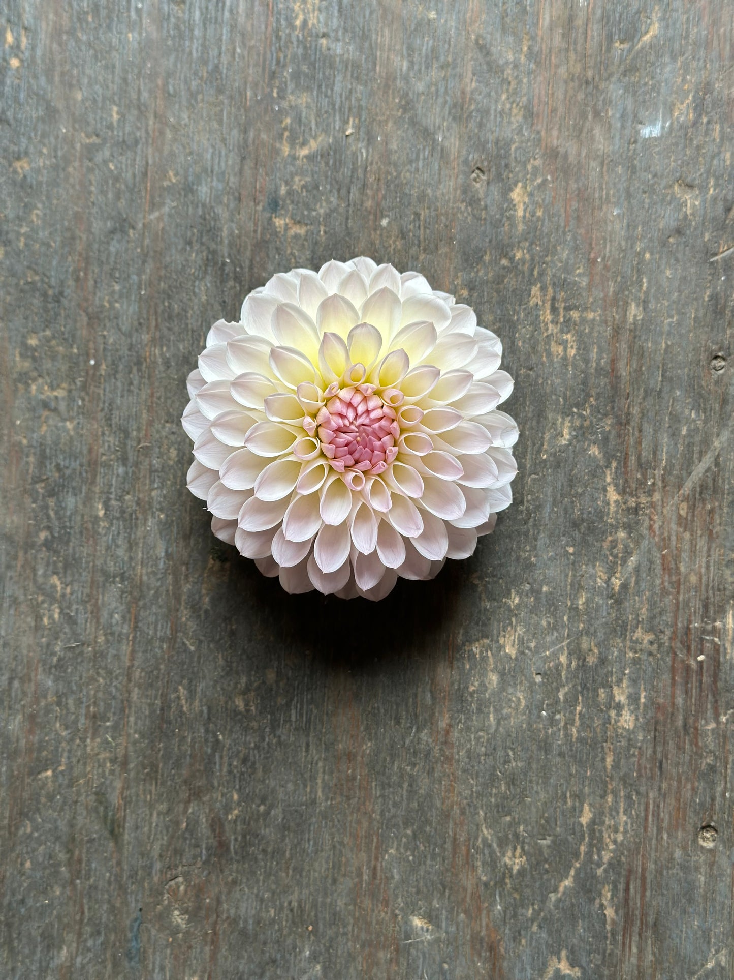 Tahoma Stellar Fellar