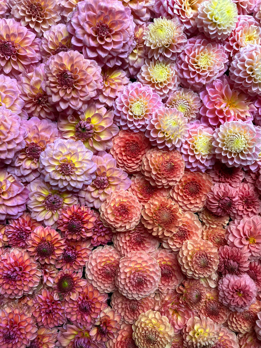 Roque Starburst- this variety missed picture day