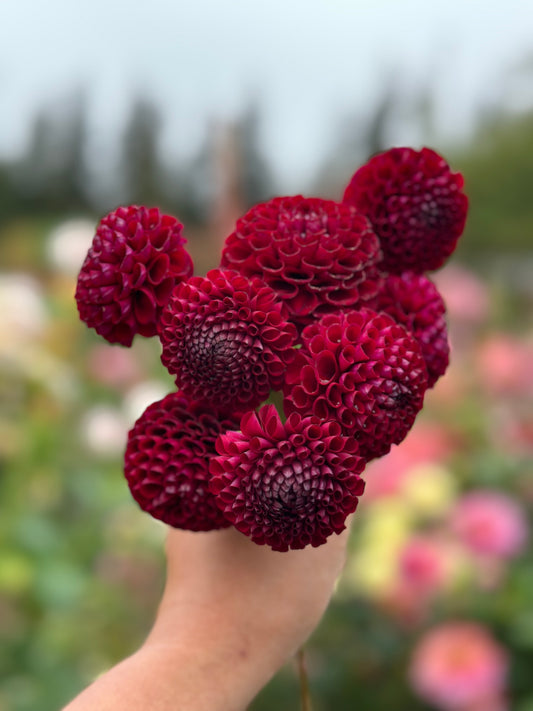 Hollhyhill Black Cherry