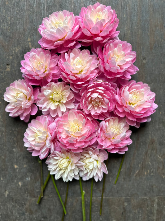 Hollyhill Pink Parfait- LIMIT 1