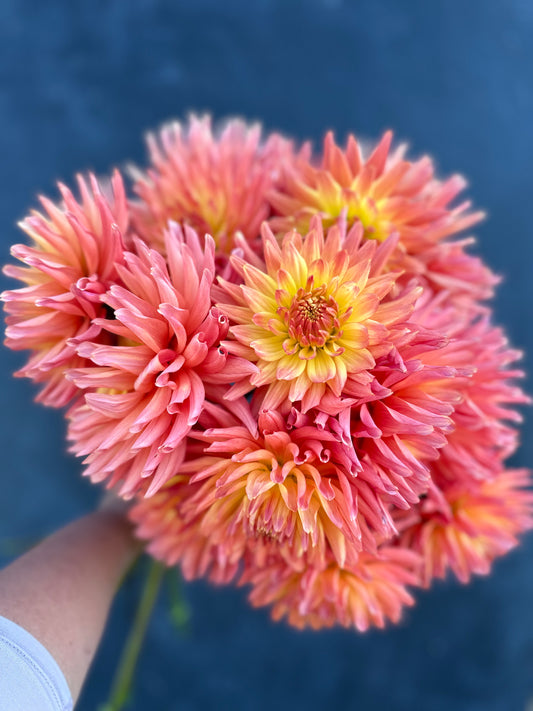 Hilltop Lost Treasure