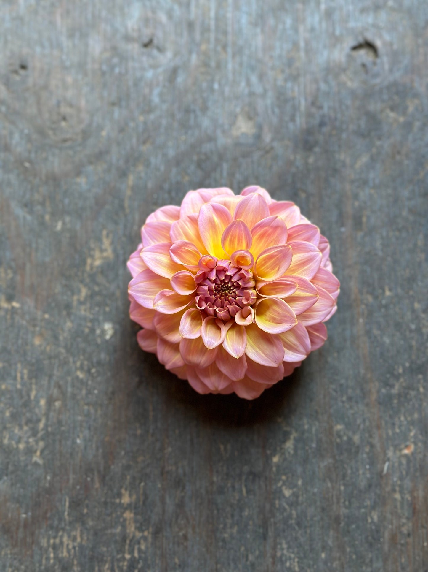 Bloomquist Dave- LIMIT 1